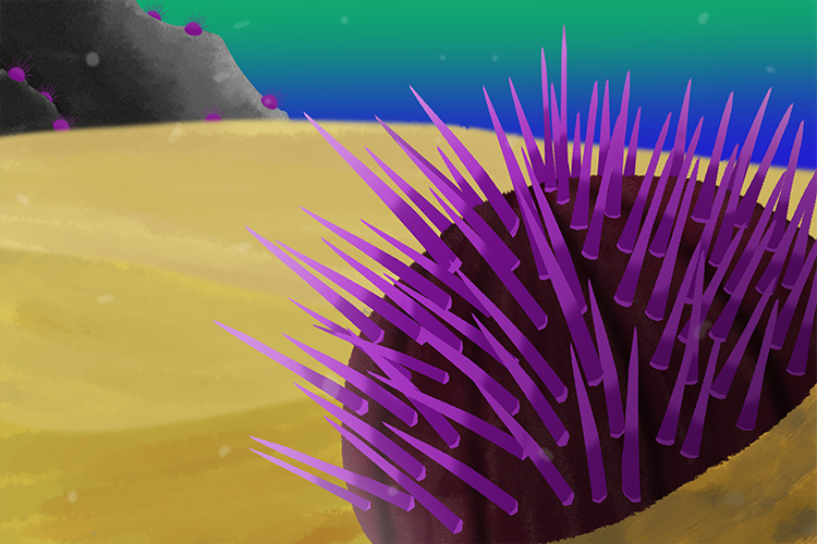 An image of a sea urchin part of the echinoderm group, it has pointy spines for protection